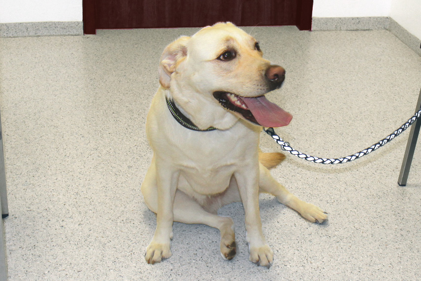 Kreuzbandriss Hund