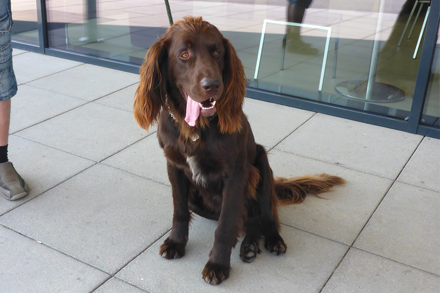 Kreuzbandriss_Hund