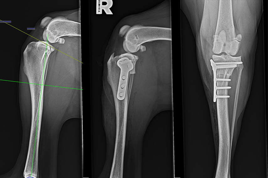 TPLO Röntgen post OP lateral
