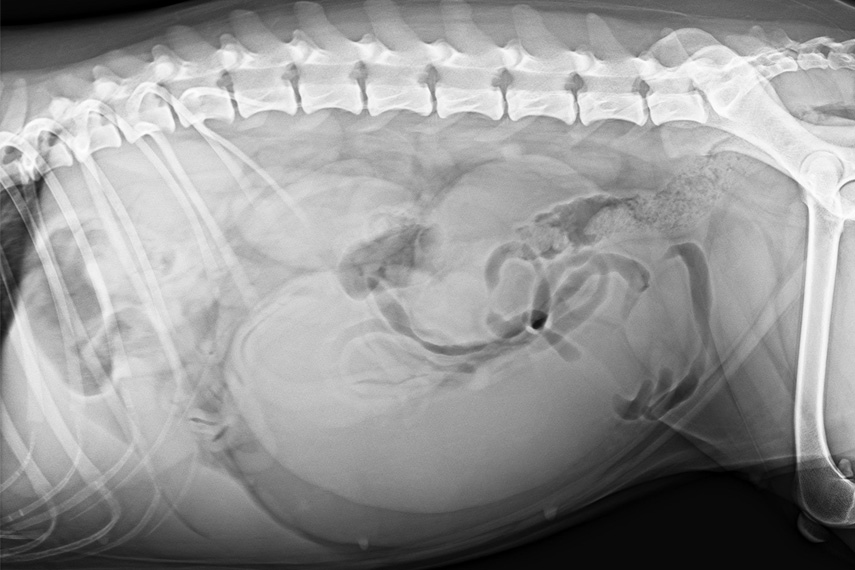 Pyometra