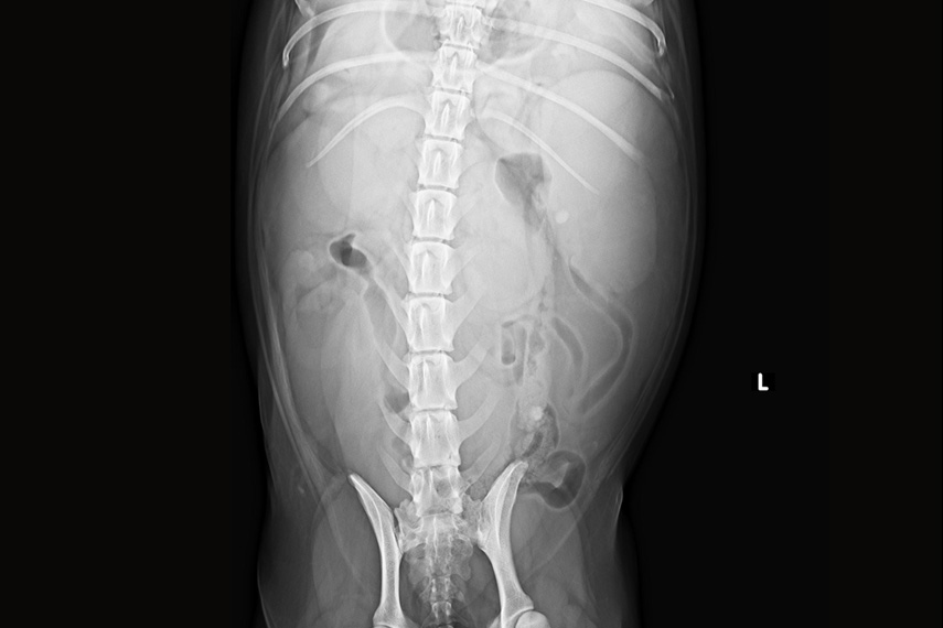 Pyometra_Roentgen
