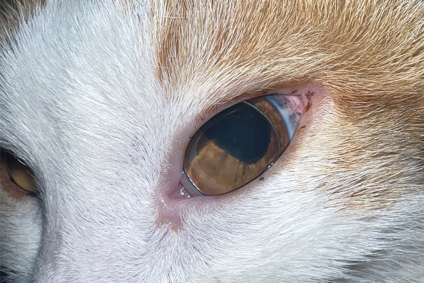 Linsenluxation bei einer Katze