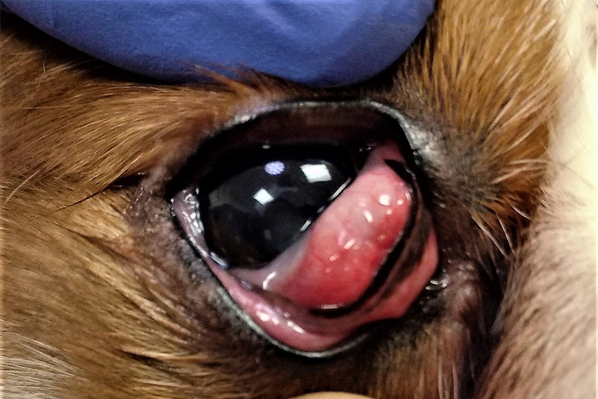 Ophthalmologie