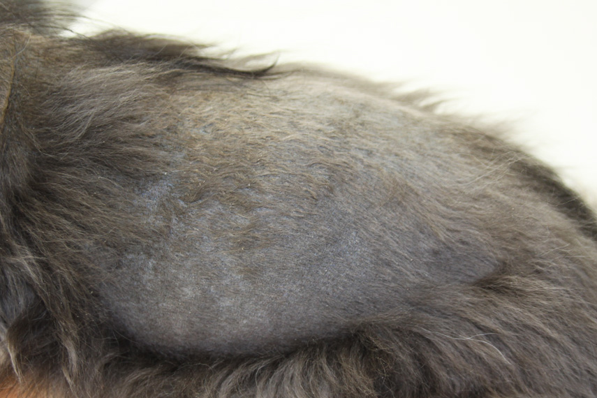 Farbmutantenalopezie (CDA - Color dilution alopecia)