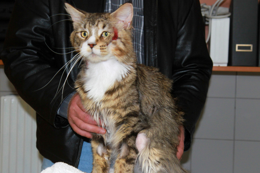 Futtermittelallergie Katze