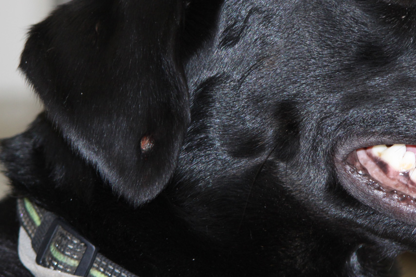 Hautknoten am Ohr eines Hundes
