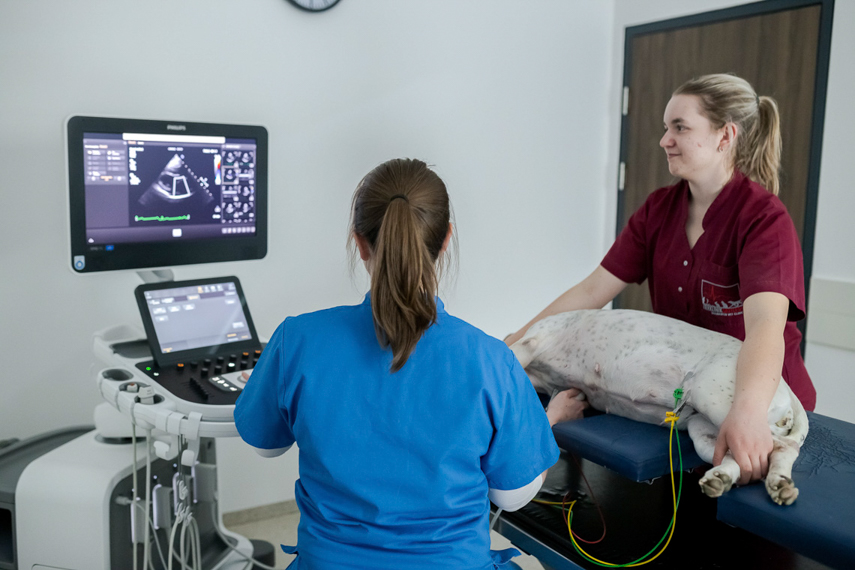 Herzultraschall und EKG
