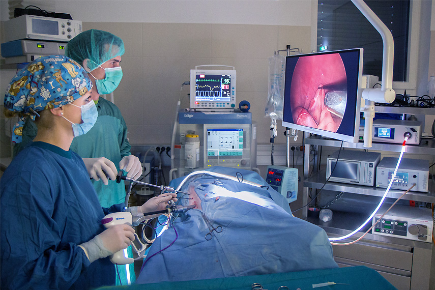 Endoskopische Kastration