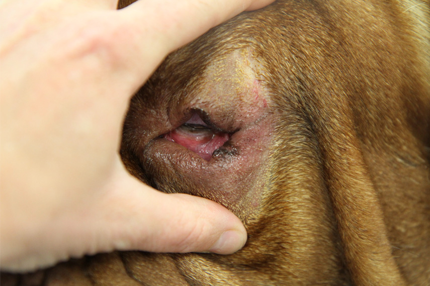 Karoauge (Entropium und Ektropium) beim Hund