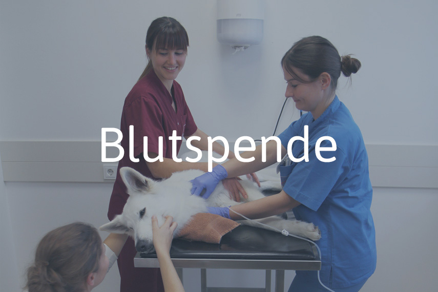 Blutspende