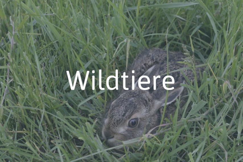 Umgang mit Wildtieren