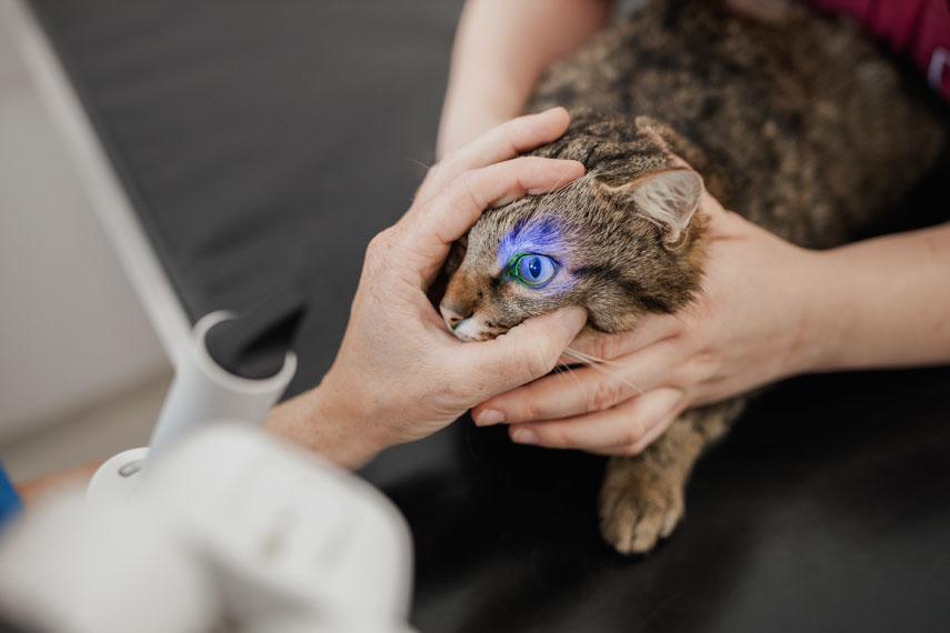 Augenuntersuchung mit Fluorescintest
