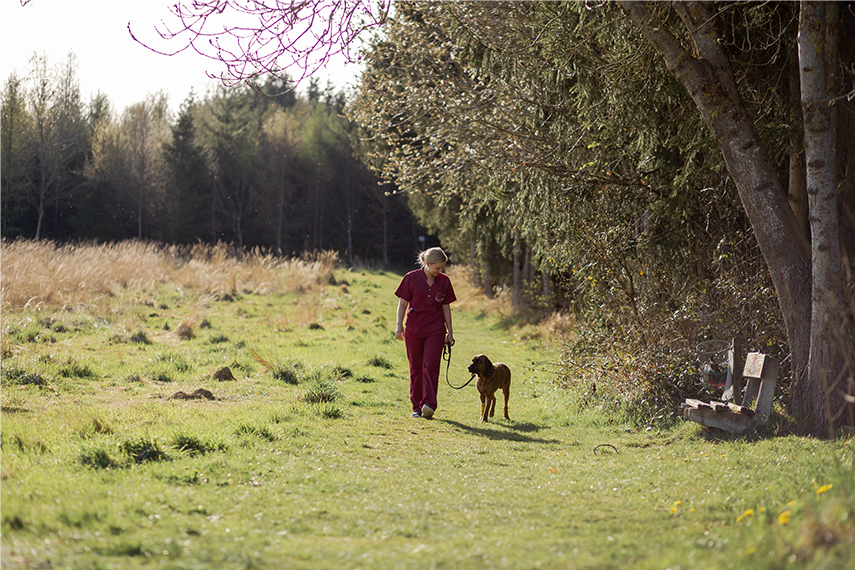 Hund Spaziergang im Freien
